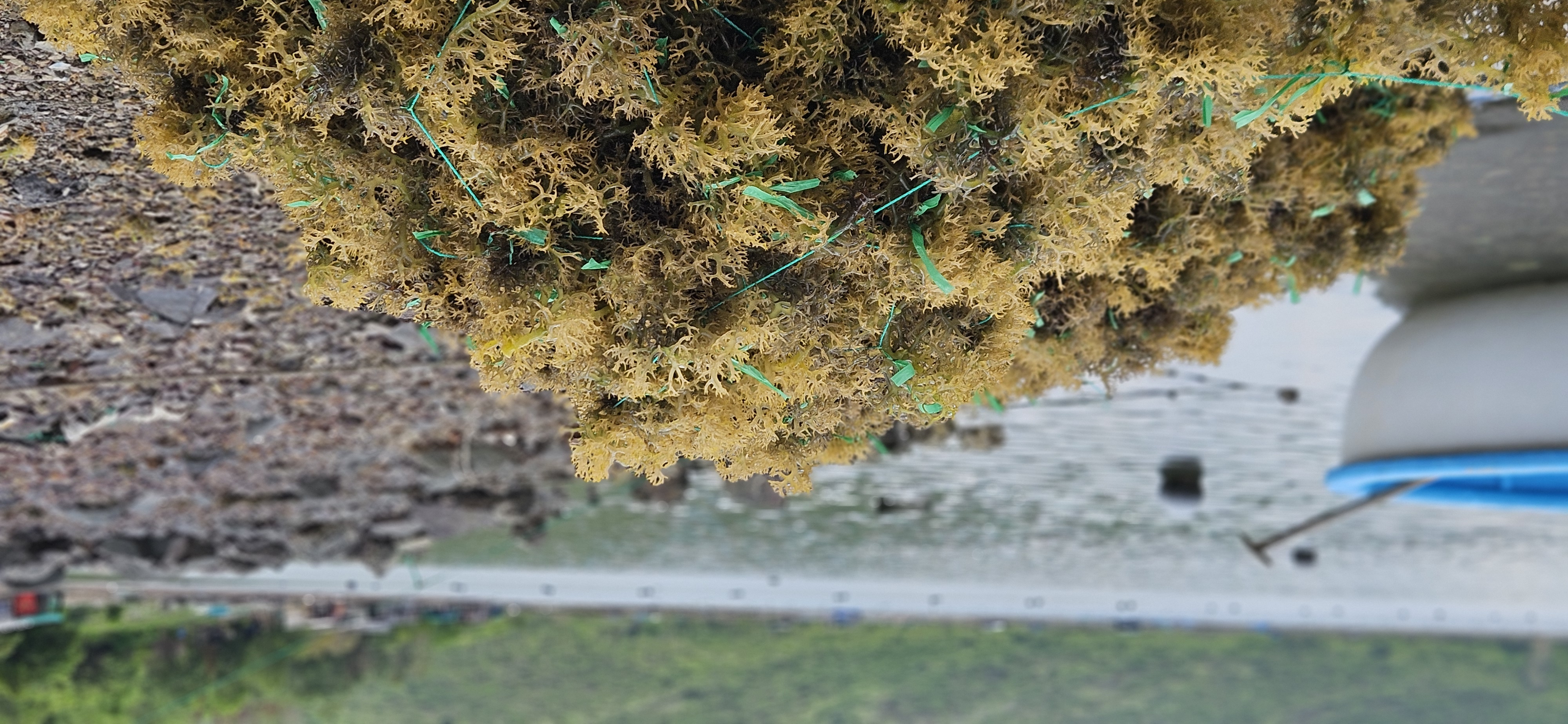 Seaweed farm near Nha Trang, Vietnam