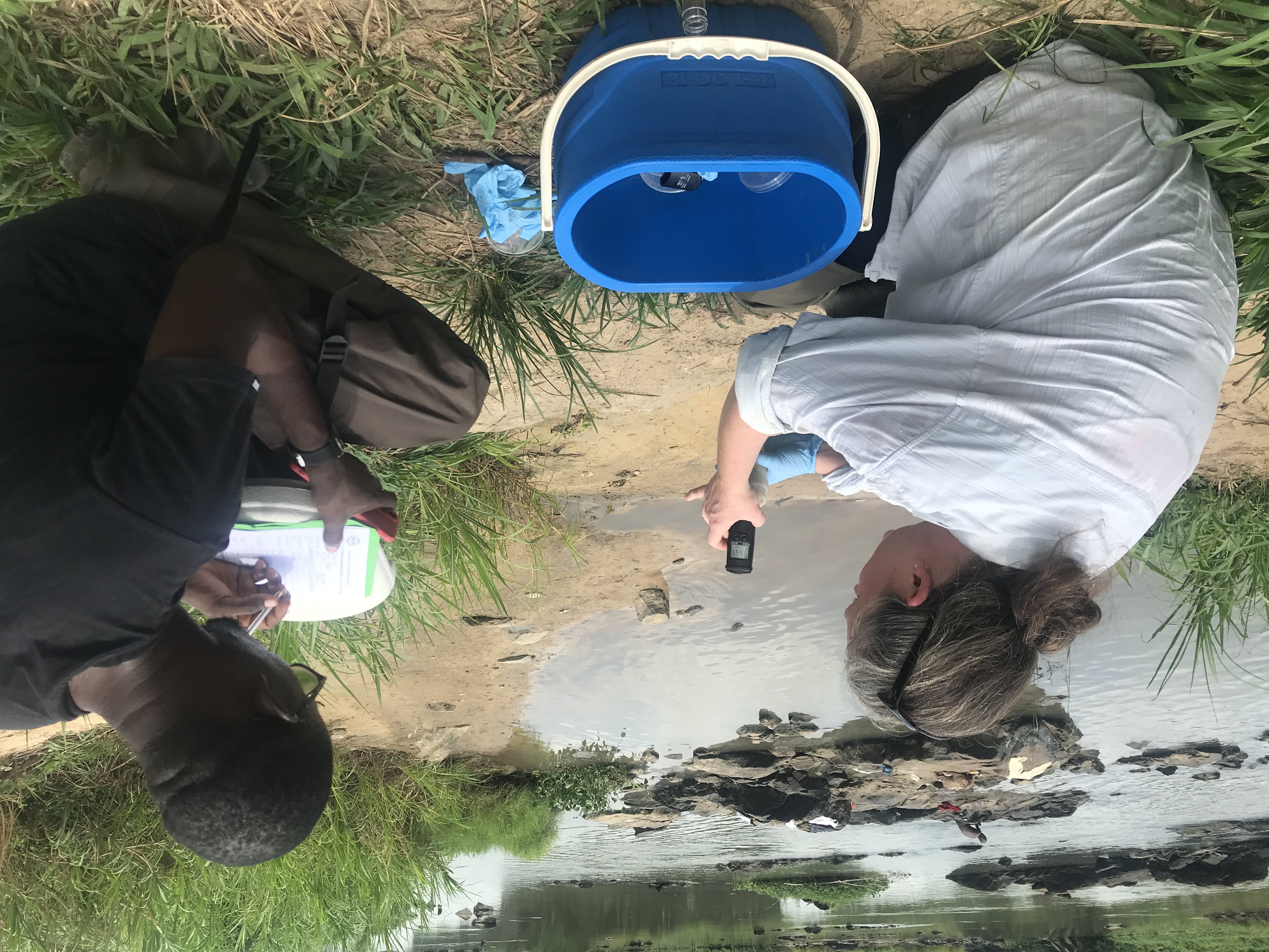 Snail surveys along the Bandama river, C&ocirc;te d'Ivoire